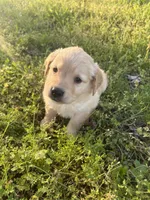 Jade, a female Golden Retriever for sale in Climax Springs, MO – Photo 2 of 5