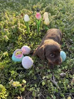 Rosco, a male Miniature Dachshund for sale in Climax Springs, MO – Photo 4 of 4