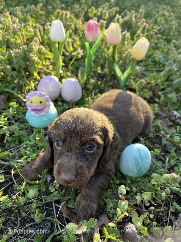 Rosco – Miniature Dachshund puppy for sale in Climax Springs, MO