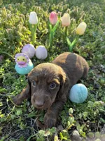 Rosco, a male Miniature Dachshund for sale in Climax Springs, MO – Photo 1 of 4