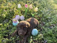 Rosco, a male Miniature Dachshund for sale in Climax Springs, MO – Photo 2 of 4