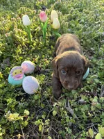 Rosco, a male Miniature Dachshund for sale in Climax Springs, MO – Photo 3 of 4