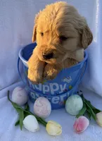 R2D2 , a male Golden Retriever for sale in Climax Springs, MO – Photo 2 of 6