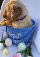 R2D2 , a male Golden Retriever for sale in Climax Springs, MO – Photo 6 of 6