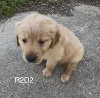 R2-D2, a male Golden Retriever for sale in Climax Springs, MO – 4 of 5