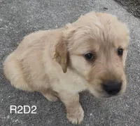 R2-D2, a male Golden Retriever for sale in Climax Springs, MO – 5 of 5