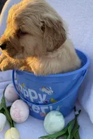 R2D2 , a male Golden Retriever for sale in Climax Springs, MO – Photo 3 of 6