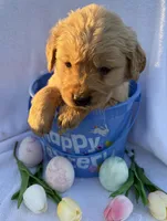 R2D2 , a male Golden Retriever for sale in Climax Springs, MO – Photo 5 of 6