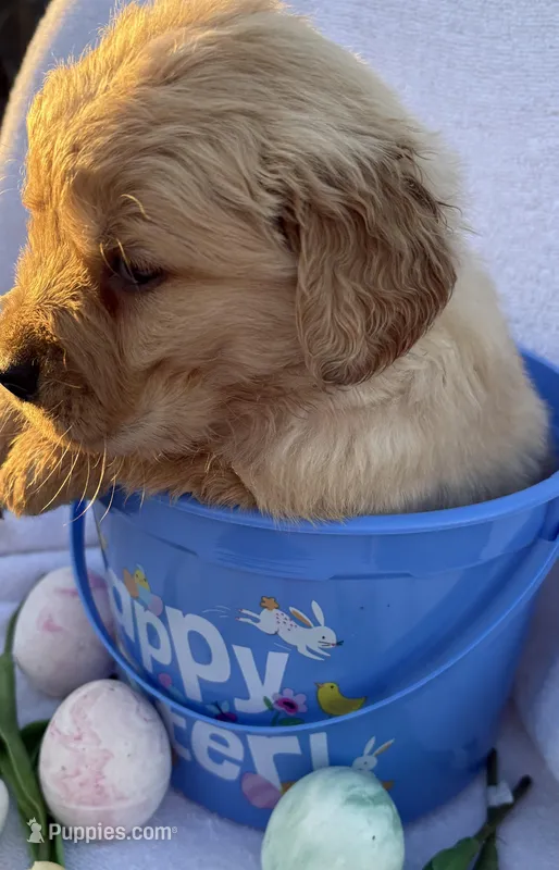 R2D2  – Golden Retriever puppy for sale in Climax Springs, MO