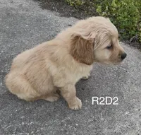 R2-D2, a male Golden Retriever for sale in Climax Springs, MO – 3 of 5