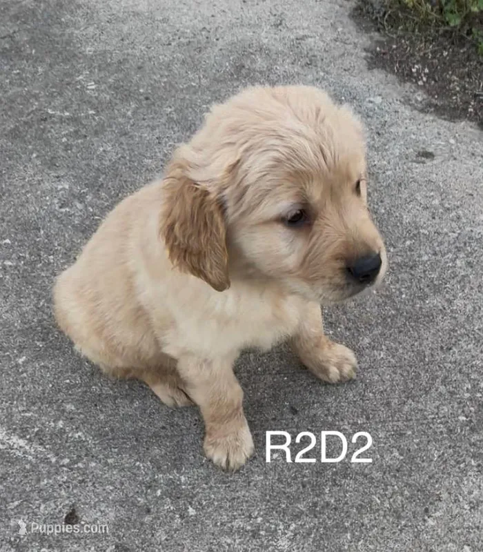 R2D2  – Golden Retriever puppy for sale in Climax Springs, MO