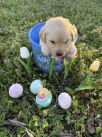 Luke, a male Golden Retriever for sale in Climax Springs, MO – Photo 3 of 5