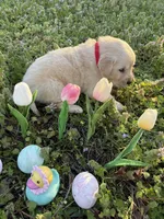 Luke, a male Golden Retriever for sale in Climax Springs, MO – Photo 5 of 5