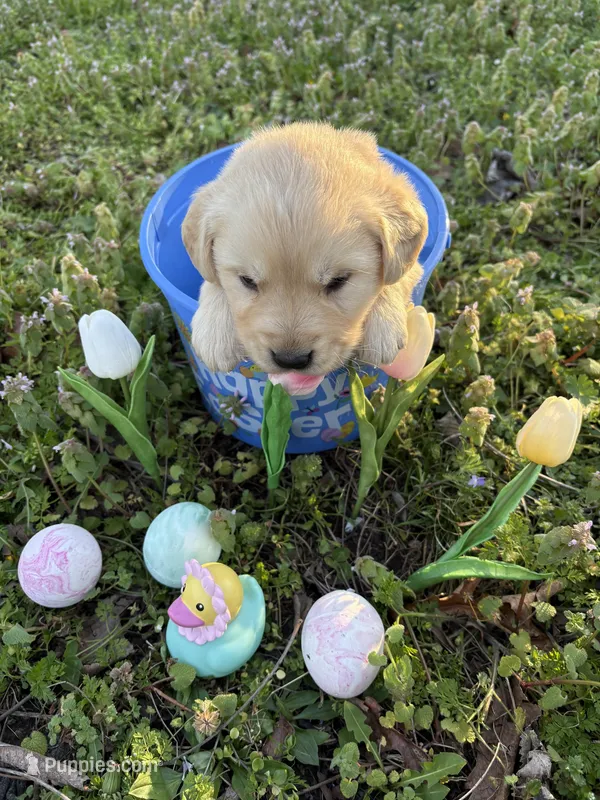Luke – Golden Retriever puppy for sale in Climax Springs, MO