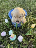Luke, a male Golden Retriever for sale in Climax Springs, MO – Photo 1 of 5