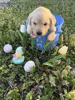 Luke, a male Golden Retriever for sale in Climax Springs, MO – Photo 4 of 5