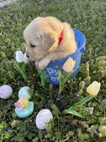 Luke, a male Golden Retriever for sale in Climax Springs, MO – Photo 2 of 5