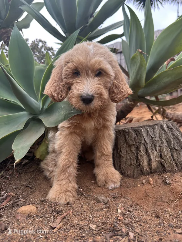 Scooby – Double Doodle puppy for sale in San Diego, CA