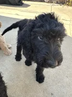 Mr teal, a male Double Doodle for sale in San Diego, CA – 3 of 3