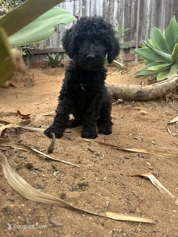 Mr red – Double Doodle puppy for sale in San Diego, CA
