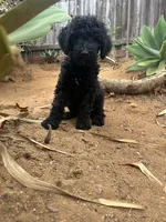 Mr red, a male Double Doodle for sale in San Diego, CA – 1 of 3