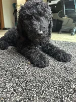 Mr red, a male Double Doodle for sale in San Diego, CA – 3 of 3