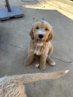 Scooby, a male Double Doodle for sale in San Diego, CA – 2 of 3