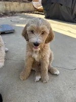 Scooby, a male Double Doodle for sale in San Diego, CA – 3 of 3
