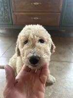 Mr green, a male Double Doodle for sale in San Diego, CA – 5 of 6