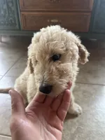 Mr green, a male Double Doodle for sale in San Diego, CA – 6 of 6