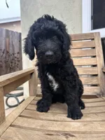Mr teal, a male Double Doodle for sale in San Diego, CA – 2 of 3