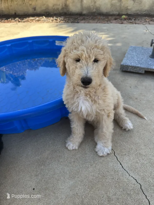 Mr green – Double Doodle puppy for sale in San Diego, CA