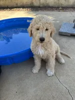 Mr green, a male Double Doodle for sale in San Diego, CA – 1 of 6