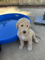 Mr green, a male Double Doodle for sale in San Diego, CA – 4 of 6