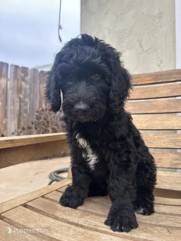 Mr teal – Double Doodle puppy for sale in San Diego, CA