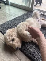 Mr green, a male Double Doodle for sale in San Diego, CA – 3 of 6