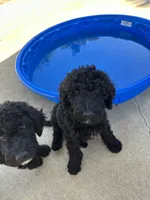 Mr red, a male Double Doodle for sale in San Diego, CA – 2 of 3