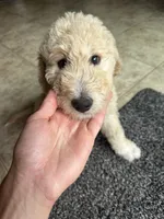 Mr green, a male Double Doodle for sale in San Diego, CA – 2 of 6