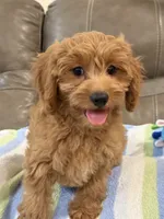Griffin, a male Cavapoo for sale in Springfield, MO – 6 of 10