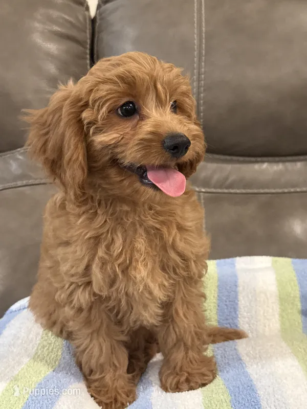 Griffin – Cavapoo puppy for sale in Springfield, MO
