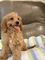 Gizmo, a male Cavapoo for sale in Springfield, MO – 6 of 10