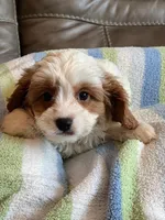 LIncoln, a male Cavapoo for sale in Springfield, MO – Photo 6 of 6