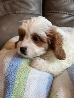 LIncoln, a male Cavapoo for sale in Springfield, MO – Photo 4 of 6
