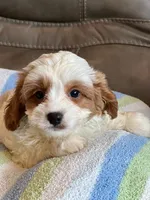 LIncoln, a male Cavapoo for sale in Springfield, MO – Photo 1 of 6