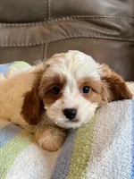 LIncoln, a male Cavapoo for sale in Springfield, MO – Photo 3 of 6