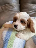 LIncoln, a male Cavapoo for sale in Springfield, MO – Photo 2 of 6