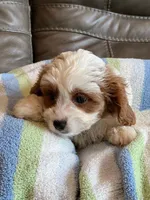 LIncoln, a male Cavapoo for sale in Springfield, MO – Photo 5 of 6