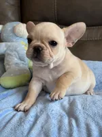 Arlo, a male French Bulldog for sale in Springfield, MO – 5 of 10