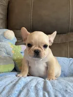 Arlo, a male French Bulldog for sale in Springfield, MO – 6 of 10