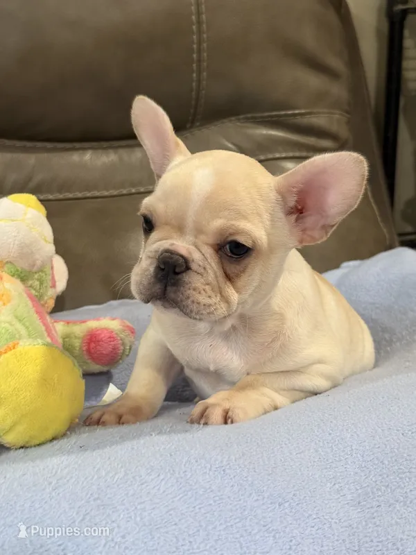 Abby – French Bulldog puppy for sale in Springfield, MO